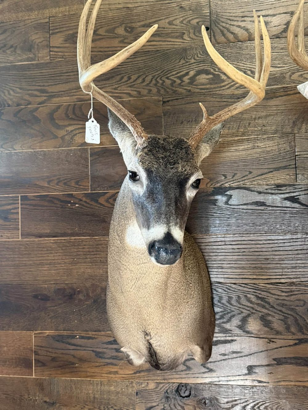 Whitetail shoulder mount on a dark wood wall