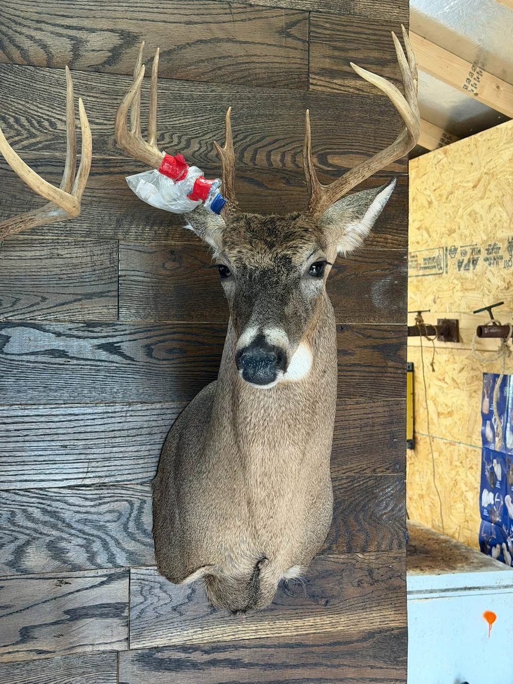 Whitetail shoulder mount on a dark wood wall