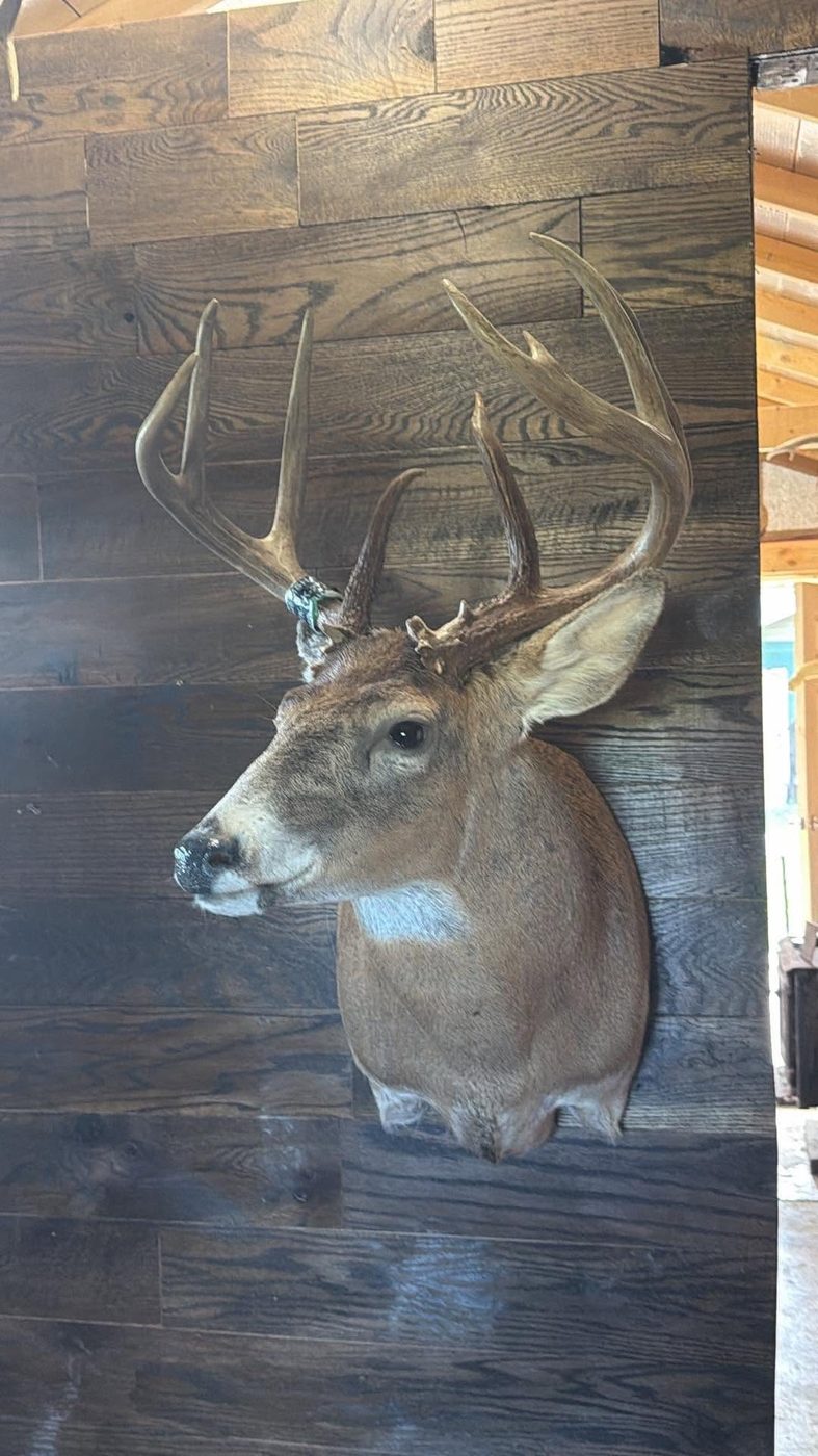 Large whitetail buck shoulder mount on a barnwood wall