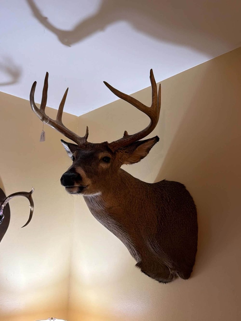 Whitetail shoulder mount hanging in a corner of a home
