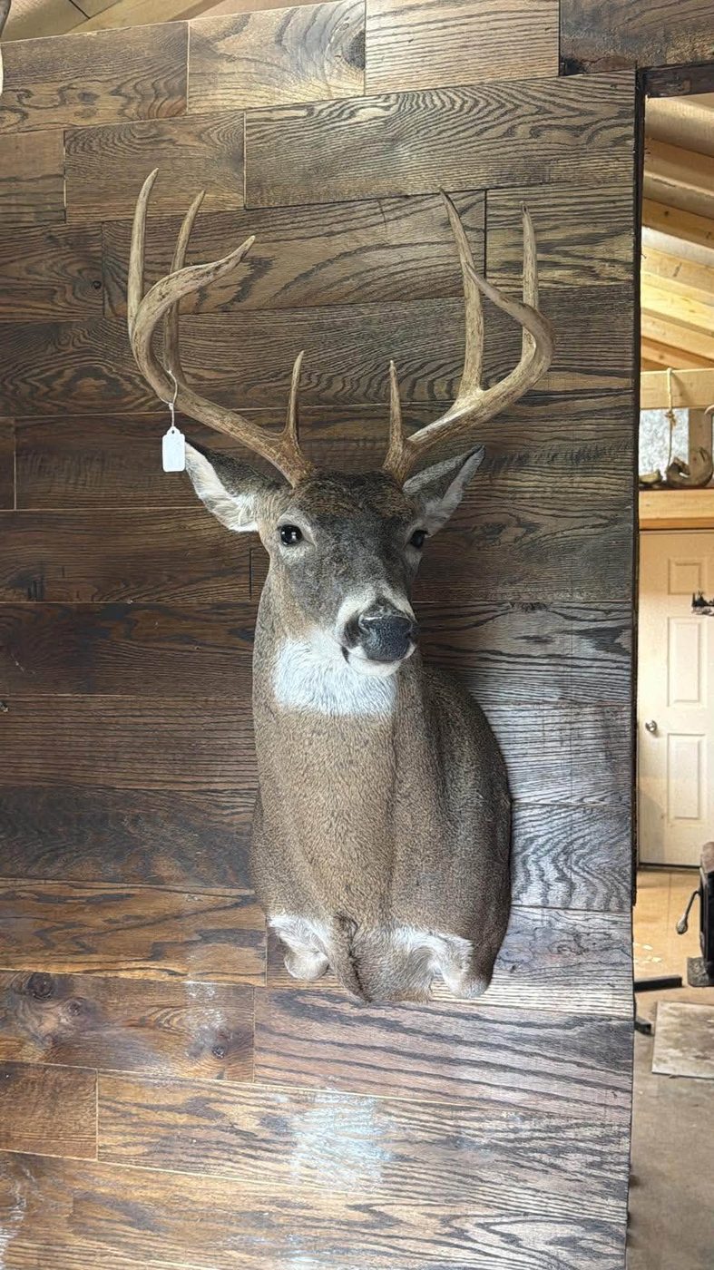 Whitetail shoulder mount on a dark plank wall